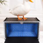 Appearing Duck